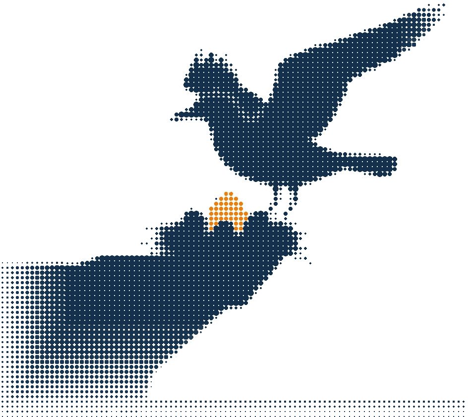 Halftone illustration of a seabird landing on its nest on a cliff ledge, the eggs in orange