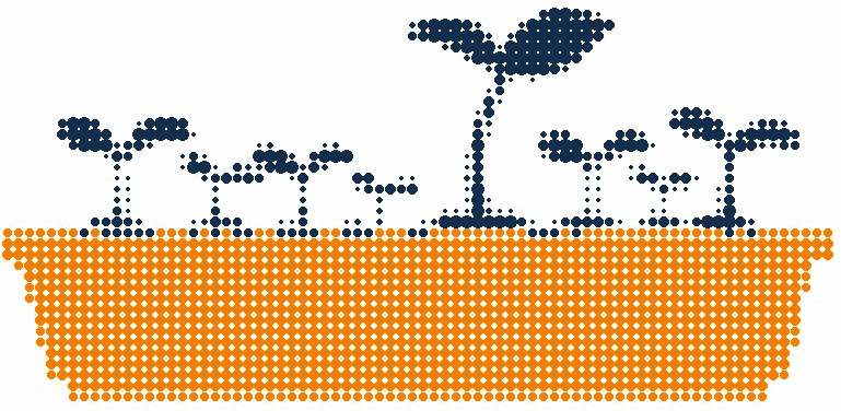 Halftone illustration of a tray of seedlings on a windowsill, grown to different heights, one leaning to the light